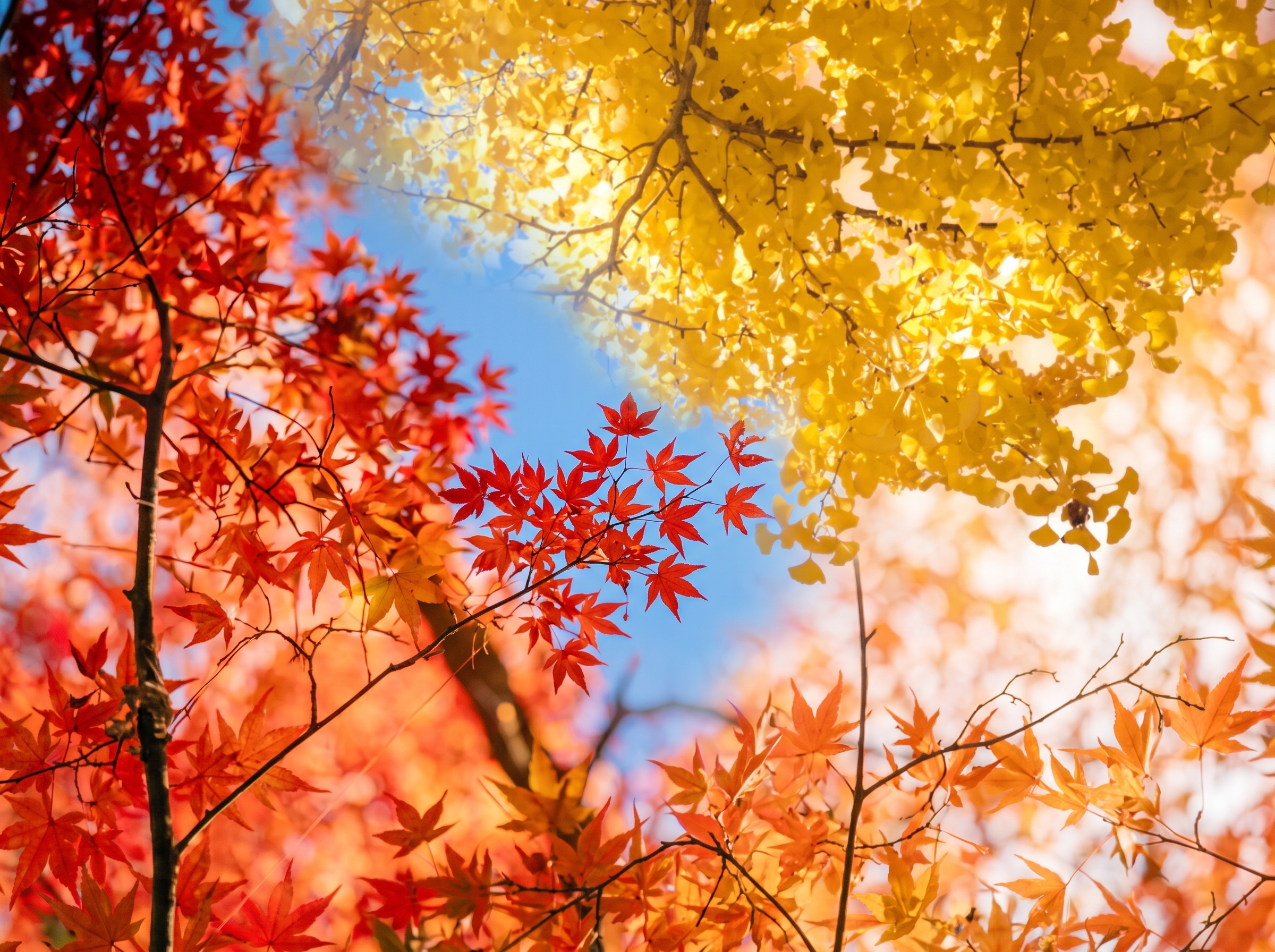 鮮やかな紅葉
